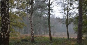 De Veluwe